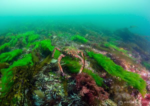 Spider Crab in Streamstown Bay, Connemara.
D3 16mm. by Mark Thomas 